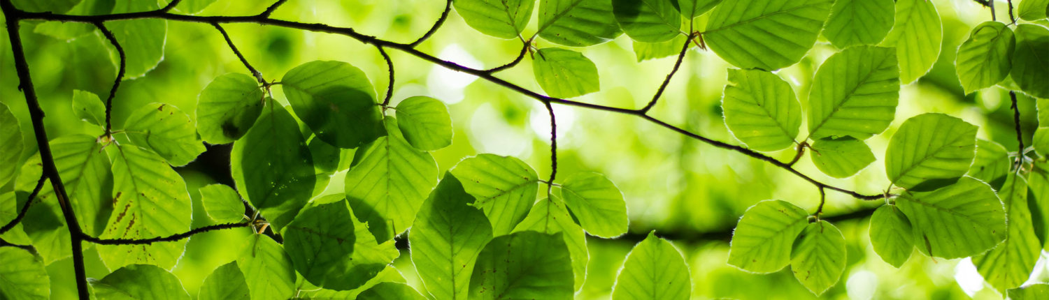 Agni Verlag Mission Lebensfreude_Klimaschutz Nachhaltigkeit Baum Wald