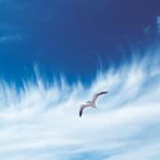 Atem Luft Möwe Wolken Himmel