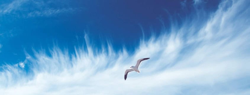 Atem Luft Möwe Wolken Himmel