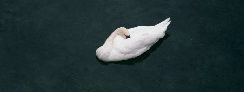 Schwan auf Wasser, ruhend