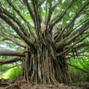 Bodhi Baum Ficus Feige