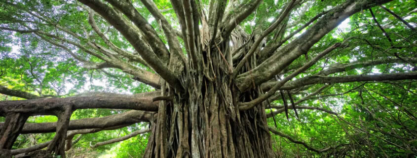 Bodhi Baum Ficus Feige