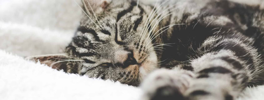 Schlafende Katze