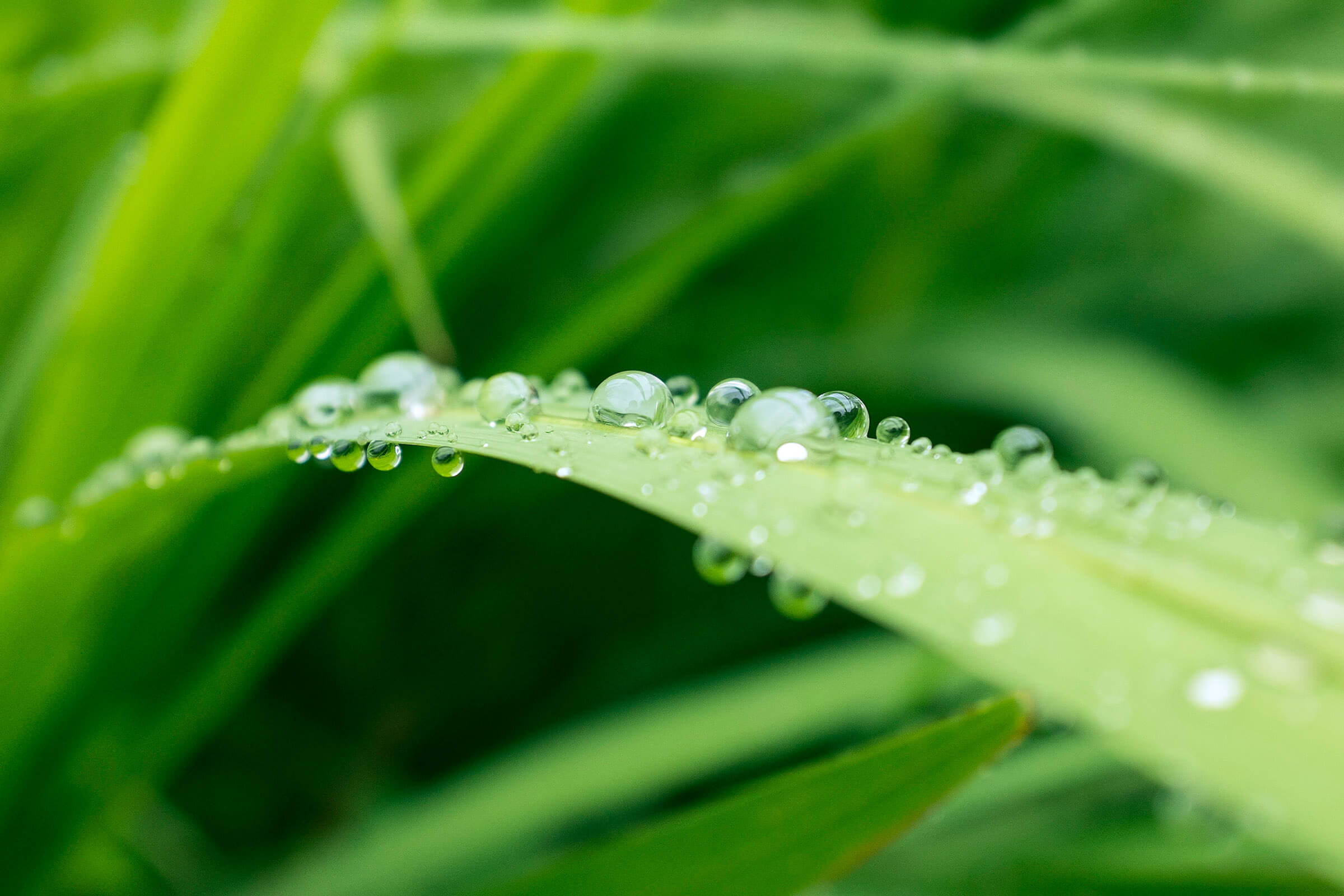 Gras mit Tau
