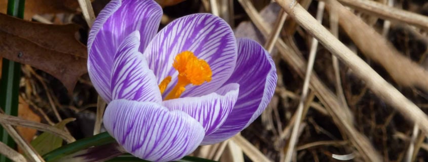 Krokus Frühling Fühjahr Agni Magazin
