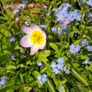 Wildtulpe und Vergißmeinicht