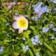 Wildtulpe und Vergißmeinicht