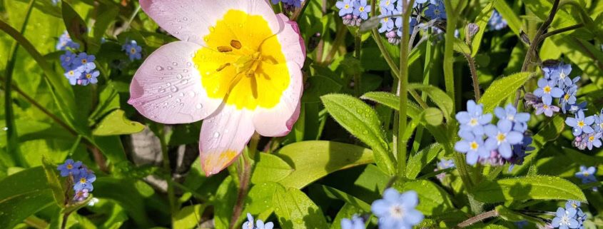 Wildtulpe und Vergißmeinicht