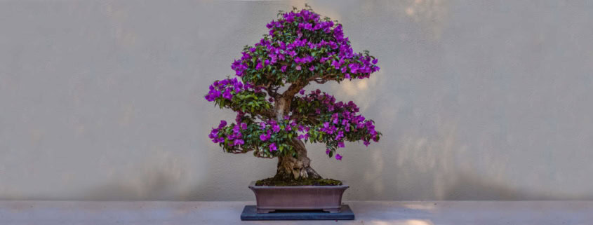 Baum Bonsai Blüten