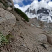 Himakamal - Schneelotus weiß