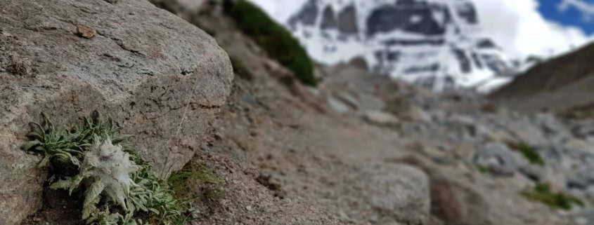 Himakamal - Schneelotus weiß