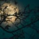 Vollmond Herbst